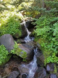 Stream flowing through rocks in forest