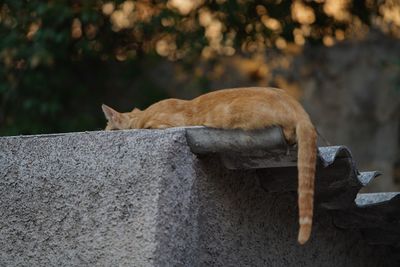 Cat sitting on retaining wall