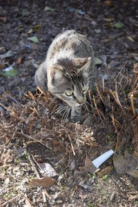 Close-up of lion on field