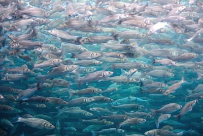 Fish swimming in sea