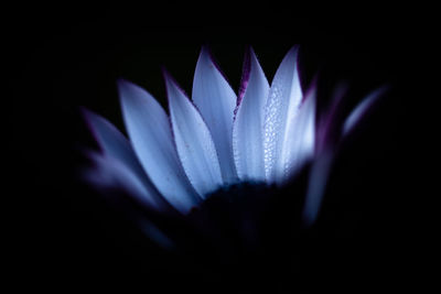 Close-up of purple flower against black background