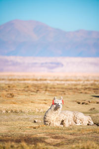 View of alpaca sitting on land