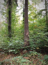 Trees in forest