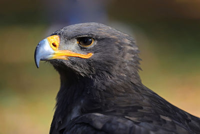 Close-up of eagle