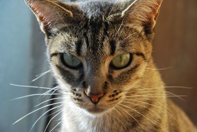 Close-up portrait of a cat