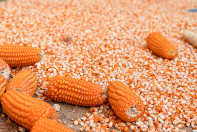 Close-up of crab on ground