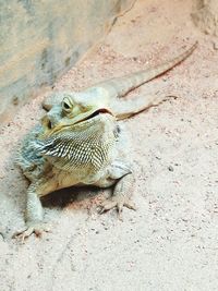 Close-up of lizard on sand