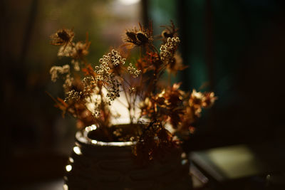 Backlited flowers in vase on the table in sunset time