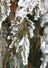 Close-up of frozen tree