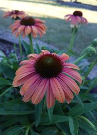 Close-up of pink flower