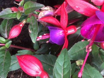 Close-up of pink flowers blooming outdoors