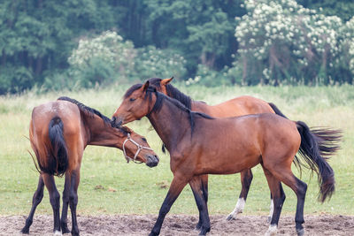 Horses in a field