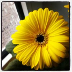 Close-up of yellow flowers