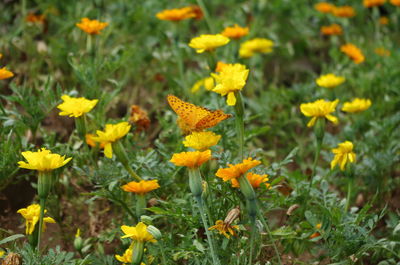 Close-up of yellow flowering plants on field