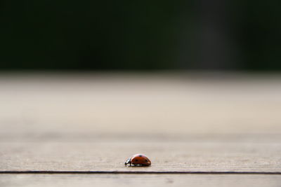 Close-up of ladybug on table
