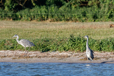 View of gray heron perching on land