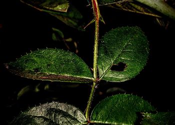 Close-up of green plant