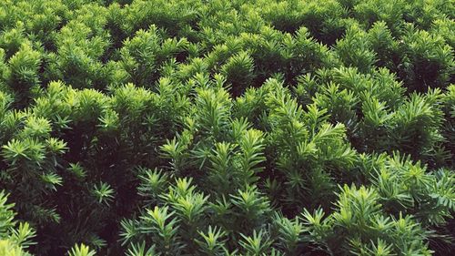 View of lush foliage