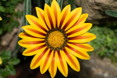 flowering plant