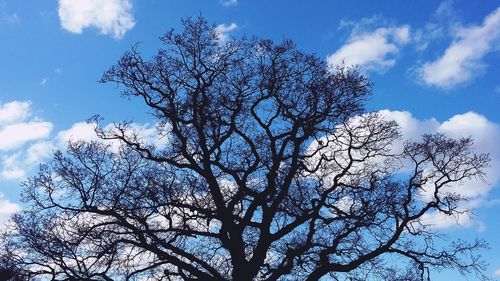 Low angle view of bare tree against blue sky