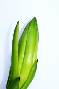 Close-up of green leaf against white background