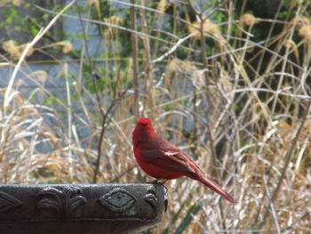 Close-up of bird perching on branch