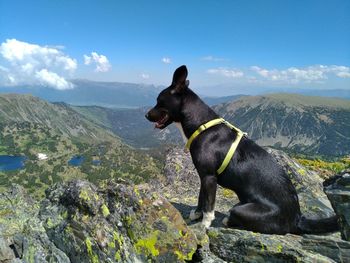 Dog on mountain against sky