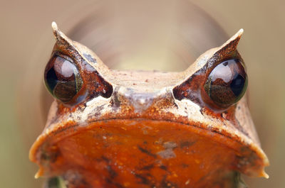 Close-up of a turtle