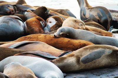 Close-up of sea lions relaxing on pier