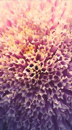 Full frame shot of pink flowering plant