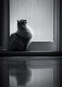 Cat looking through window at home