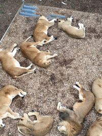 High angle view of dog relaxing on beach