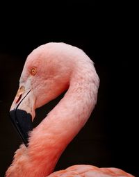 Close-up of flamingo