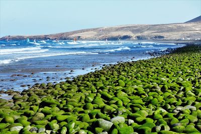 Scenic view of sea against clear sky