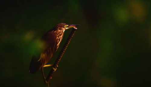 Close-up of bird perching on plant