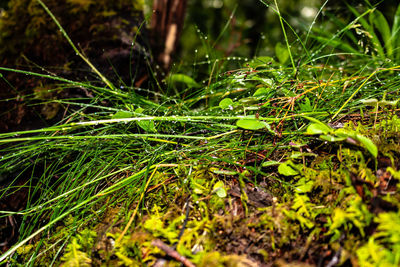 Close-up of grass