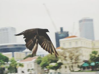 Bird perching on railing
