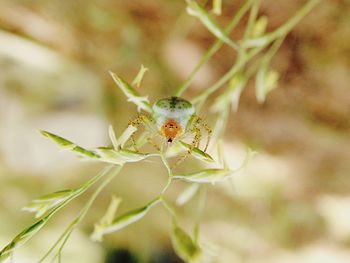 Close-up of insect on plant