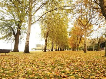 View of trees in park during autumn