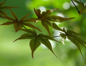 Close-up of plant