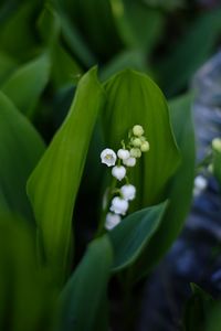 Close-up of flower against blurred background