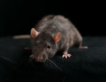 Close-up of mouse