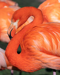 Close-up of a bird