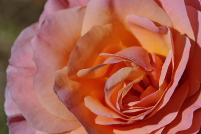 Close-up of rose bouquet