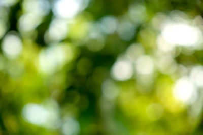Defocused image of tree