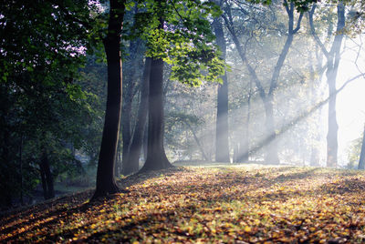 Trees and plants in park