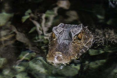 Close-up of snake in water