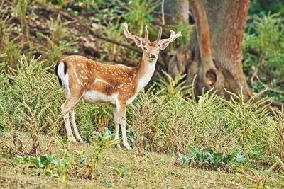 Side view of deer standing on field