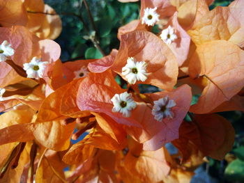 Close-up of flowers blooming outdoors