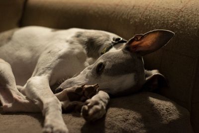 Close-up of dog sleeping at home